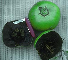 Black Sapote Picture