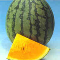 Yellow watermelon picture